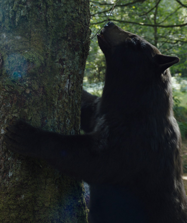 O Urso do Pó Branco” e mais estreias no Cinemark